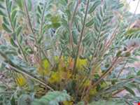 روستای گرینه