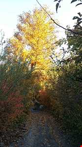 روستای فریزی