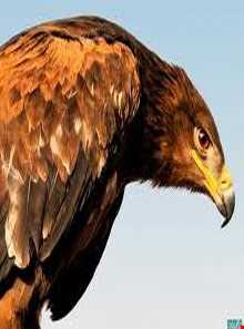 عقاب طلایی ایرانی