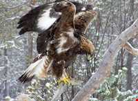 عقاب طلایی ایرانی