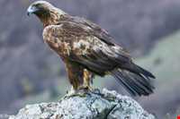 عقاب طلایی ایرانی