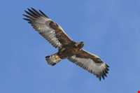 عقاب طلایی ایرانی