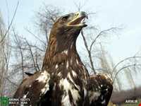 عقاب طلایی ایرانی