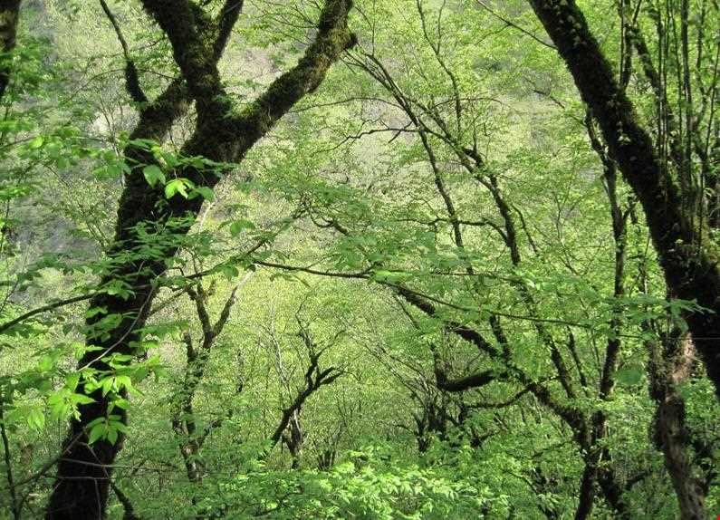 روستای سوسرا