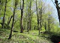 روستای سوسرا