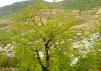 روستای سوسرا