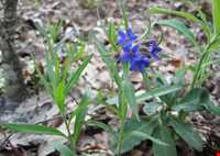 روستای سوسرا