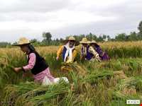 گویش گیلانی (گیلکی)