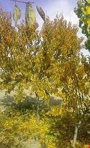 روستای دیسفان