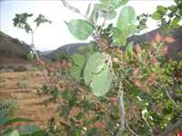 Bagh Keshmir Protected Area