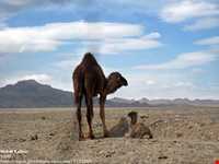 دق اسماعیل مهلو