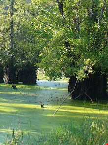 تالاب قادی کلا