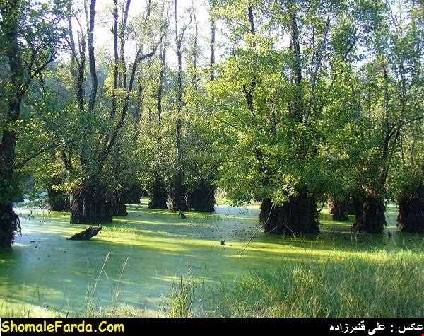 Ghadikala wetland