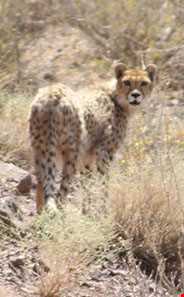 منطقه شکارممنوع درونه