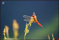 Daroneh hunting prohibited region