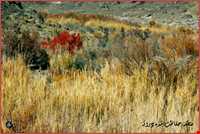 Daroneh hunting prohibited region