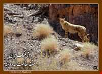 Daroneh hunting prohibited region