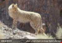 Daroneh hunting prohibited region