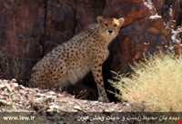 Daroneh hunting prohibited region