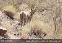 Daroneh hunting prohibited region