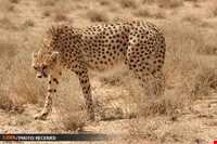 Daroneh hunting prohibited region