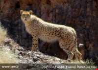 Daroneh hunting prohibited region