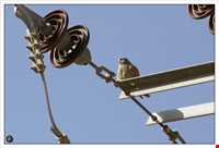 Daroneh hunting prohibited region