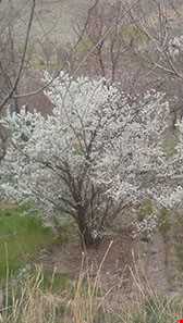 روستای خوشاب