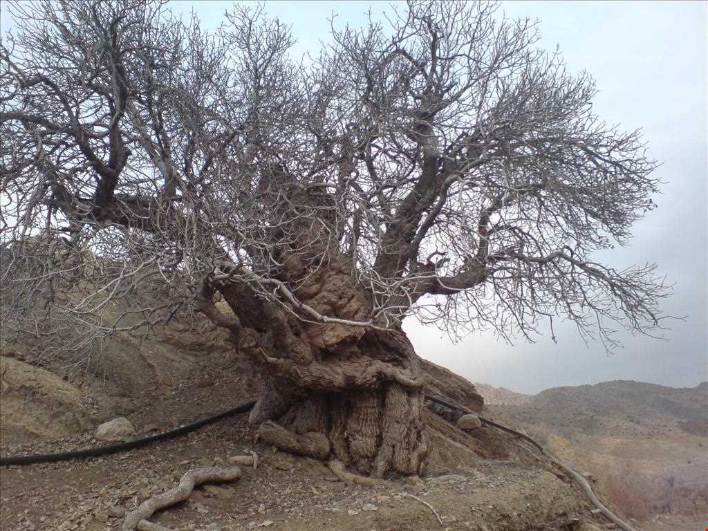 روستای خوشاب