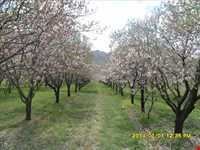 روستای خوشاب