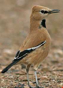 پناهگاه حیات وحش دشت لاغری