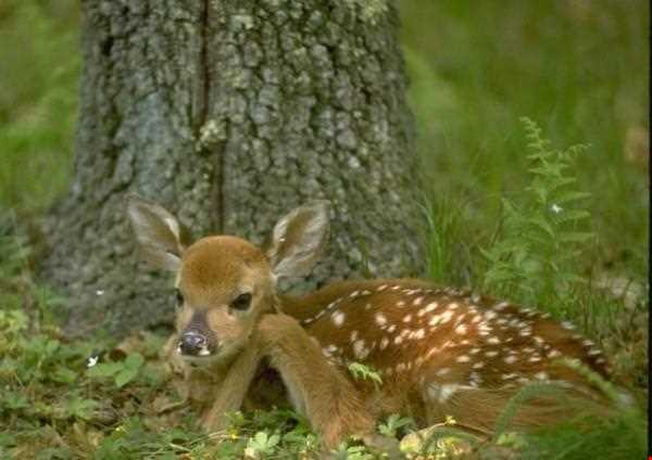 پناهگاه حیات وحش دشت لاغری