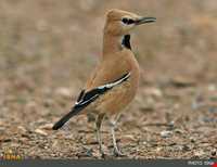 پناهگاه حیات وحش دشت لاغری