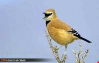 پناهگاه حیات وحش دشت لاغری