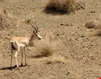 پناهگاه حیات وحش دشت لاغری