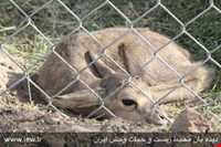 پناهگاه حیات وحش دشت لاغری