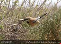 پناهگاه حیات وحش دشت لاغری