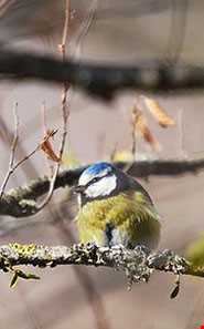 پناهگاه حیات وحش بوروئیه