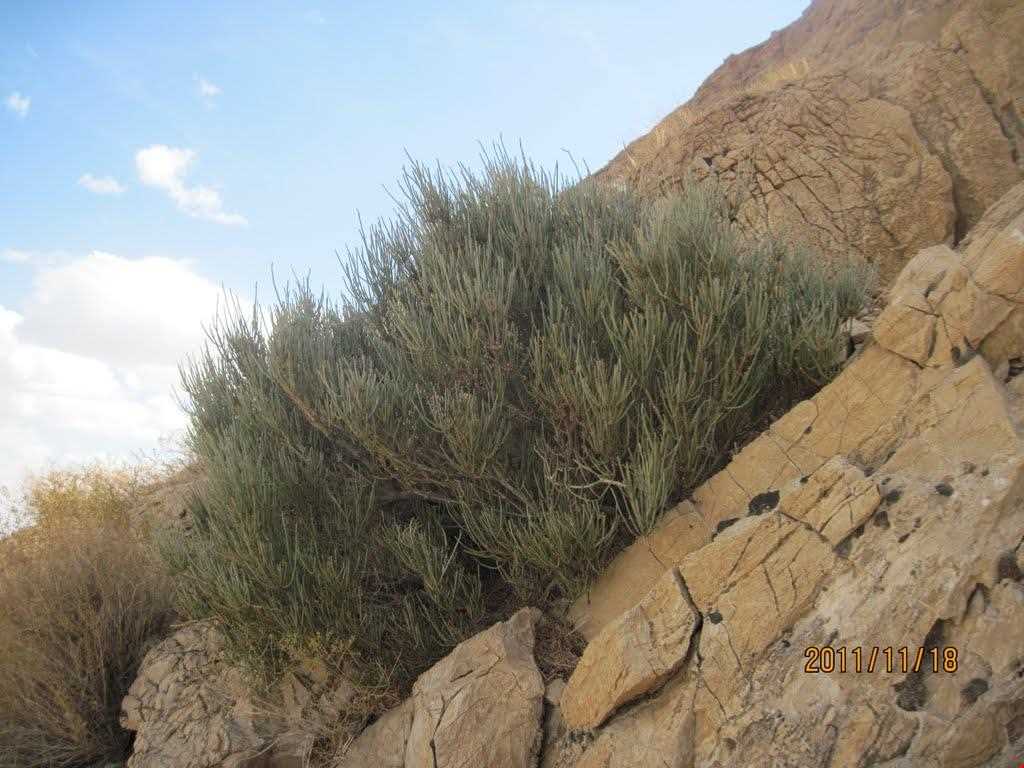 Boroueieh nature reserve