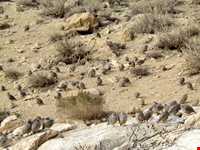 Boroueieh nature reserve