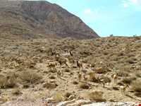 Boroueieh nature reserve