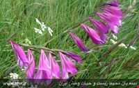 Boroueieh nature reserve