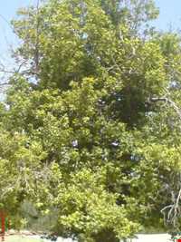 روستای رونج