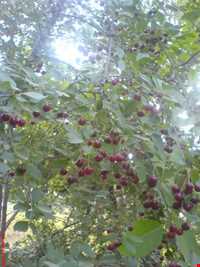 روستای رونج