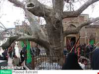 درخت خونبار زرآباد