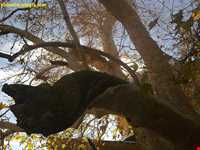 درخت خونبار زرآباد