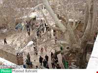 درخت خونبار زرآباد