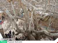 درخت خونبار زرآباد