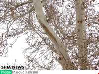 درخت خونبار زرآباد