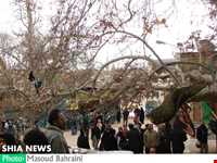 درخت خونبار زرآباد